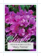 Picture of BOUGAINVILLEA MARY PALMER                                                                                                                             
