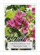 Picture of BOUGAINVILLEA TEMPLE FIRE                                                                                                                             