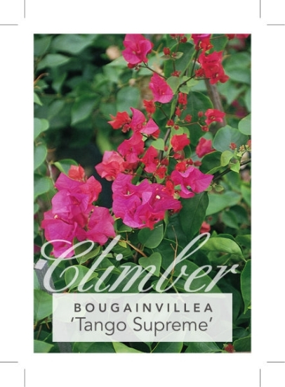 Picture of BOUGAINVILLEA TANGO SUPREME                                                                                                                           