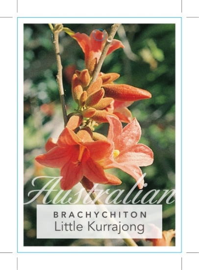 Picture of BRACHYCHITON BIDWILLII                                                                                                                                