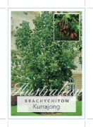 Picture of BRACHYCHITON POPULNEUS KURRAJONG                                                                                                                      