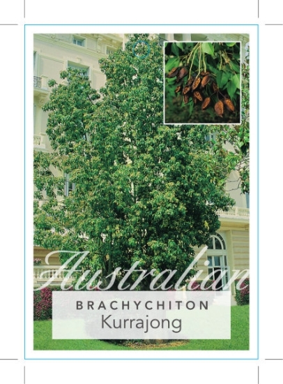 Picture of BRACHYCHITON POPULNEUS KURRAJONG                                                                                                                      