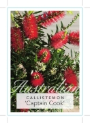 Picture of CALLISTEMON VIMINALIS CAPTAIN COOK                                                                                                                    