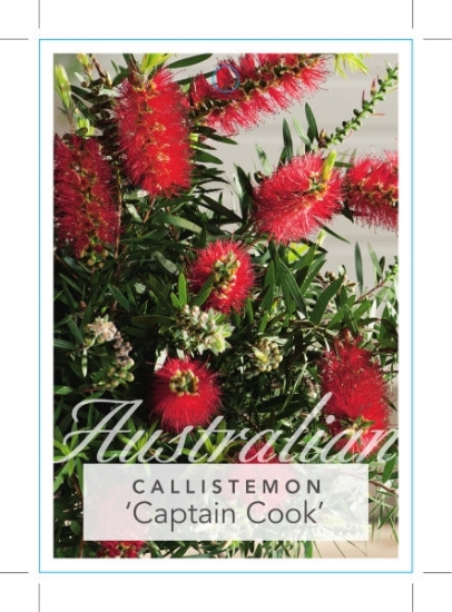 Picture of CALLISTEMON VIMINALIS CAPTAIN COOK                                                                                                                    