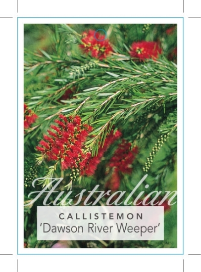 Picture of CALLISTEMON DAWSON RIVER WEEPER                                                                                                                       