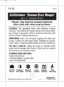 Picture of CALLISTEMON DAWSON RIVER WEEPER                                                                                                                       