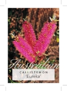 Picture of CALLISTEMON EUREKA                                                                                                                                    