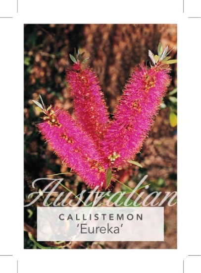 Picture of CALLISTEMON EUREKA                                                                                                                                    