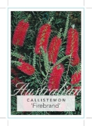 Picture of CALLISTEMON FIREBRAND                                                                                                                                 