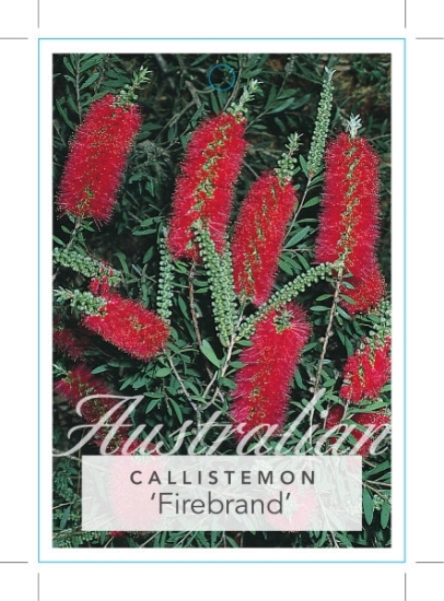 Picture of CALLISTEMON FIREBRAND                                                                                                                                 