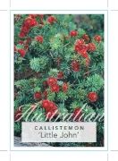 Picture of CALLISTEMON VIMINALIS LITTLE JOHN                                                                                                                     