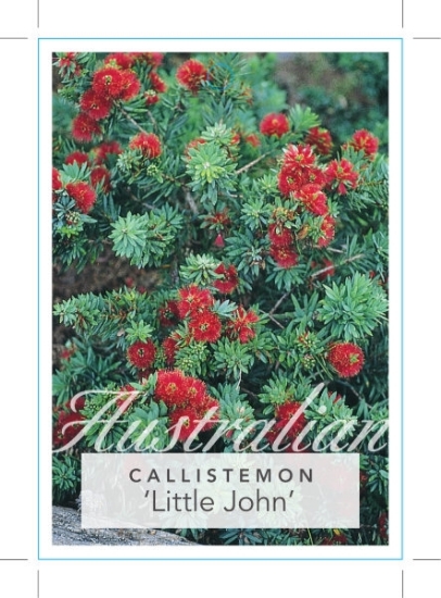Picture of CALLISTEMON VIMINALIS LITTLE JOHN                                                                                                                     