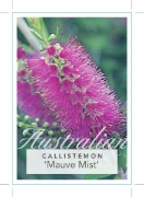 Picture of CALLISTEMON MAUVE MIST                                                                                                                                