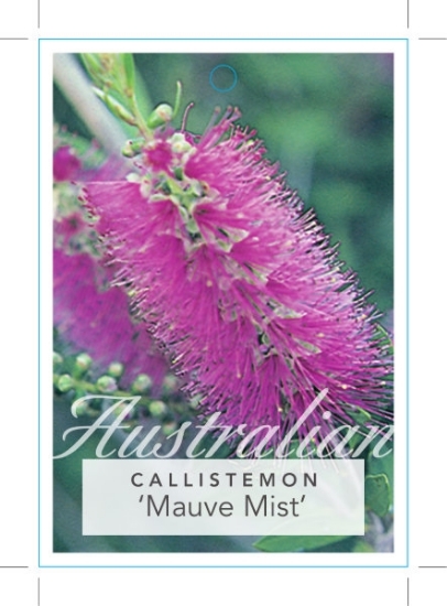 Picture of CALLISTEMON MAUVE MIST                                                                                                                                