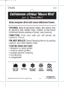 Picture of CALLISTEMON MAUVE MIST                                                                                                                                