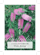 Picture of CALLISTEMON PINK ALMA                                                                                                                                 