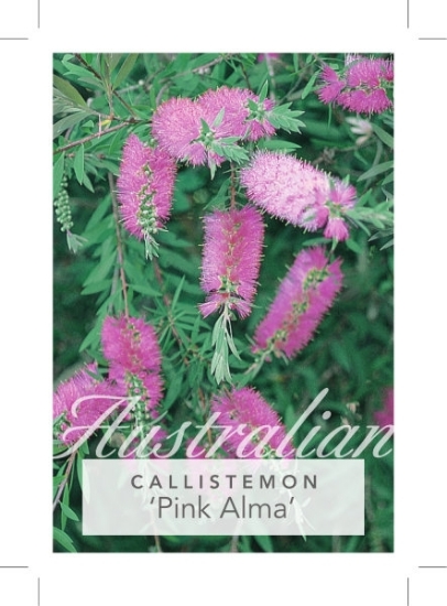 Picture of CALLISTEMON PINK ALMA                                                                                                                                 