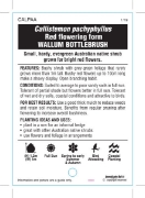 Picture of CALLISTEMON PACHYPHYLLUS RED FLOWERING FORM                                                                                                           