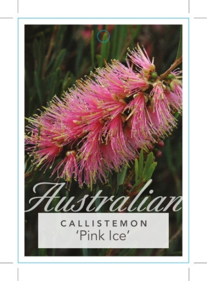Picture of CALLISTEMON PHOENICEUS PINK ICE                                                                                                                       