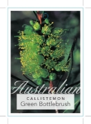 Picture of CALLISTEMON PINIFOLIUS GREEN FORM                                                                                                                     