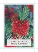 Picture of CALLISTEMON ROCKY RAMBLER                                                                                                                             