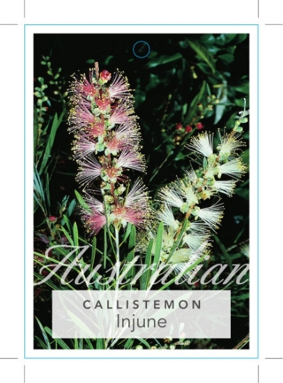 Picture of CALLISTEMON INJUNE                                                                                                                                    