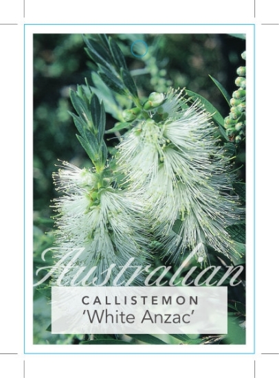 Picture of CALLISTEMON CITRINUS WHITE ANZAC                                                                                                                      