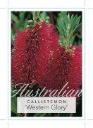 Picture of CALLISTEMON WESTERN GLORY                                                                                                                             