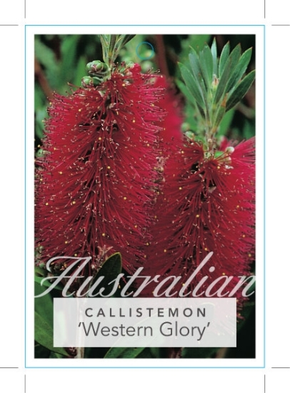 Picture of CALLISTEMON WESTERN GLORY                                                                                                                             