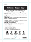 Picture of CALLISTEMON WESTERN GLORY                                                                                                                             