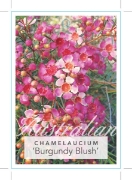 Picture of CHAMELAUCIUM UNCINATUM BURGUNDY BLUSH                                                                                                                 