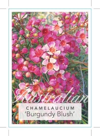 Picture of CHAMELAUCIUM UNCINATUM BURGUNDY BLUSH                                                                                                                 