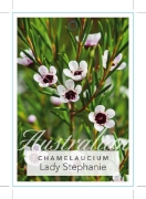 Picture of CHAMELAUCIUM UNCINATUM LADY STEPHANIE                                                                                                                 
