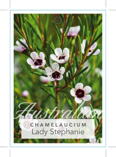 Picture of CHAMELAUCIUM UNCINATUM LADY STEPHANIE                                                                                                                 