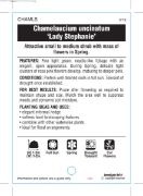 Picture of CHAMELAUCIUM UNCINATUM LADY STEPHANIE                                                                                                                 