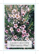 Picture of CHAMELAUCIUM WANNEROO WAX                                                                                                                             