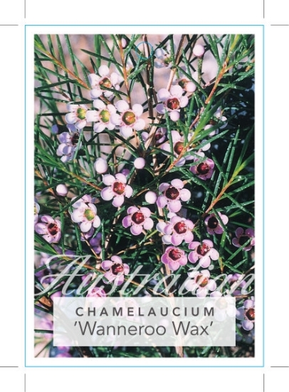 Picture of CHAMELAUCIUM WANNEROO WAX                                                                                                                             