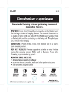 Picture of CLERODENDRUM SPECIOSUM                                                                                                                                