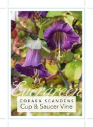 Picture of COBAEA SCANDENS CUP &amp; SAUCER VINE                                                                                                                 
