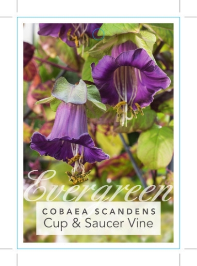 Picture of COBAEA SCANDENS CUP &amp; SAUCER VINE                                                                                                                 