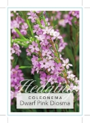 Picture of COLEONEMA PULCHELLUM COMPACT DWARF PINK DIOSMA                                                                                                        