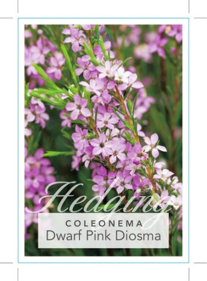 Picture of COLEONEMA PULCHELLUM COMPACT DWARF PINK DIOSMA                                                                                                        