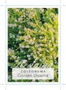 Picture of COLEONEMA PULCHELLUM AUREA GOLDEN DIOSMA                                                                                                              