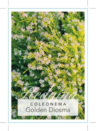 Picture of COLEONEMA PULCHELLUM AUREA GOLDEN DIOSMA                                                                                                              