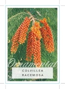 Picture of COLVILLEA RACEMOSA                                                                                                                                    