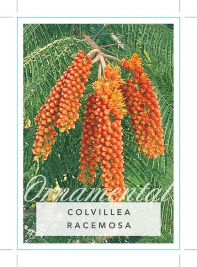 Picture of COLVILLEA RACEMOSA                                                                                                                                    