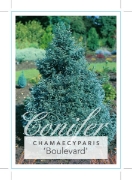 Picture of CONIFER CHAMAECYPARIS PISIFERA BOULEVARD                                                                                                              