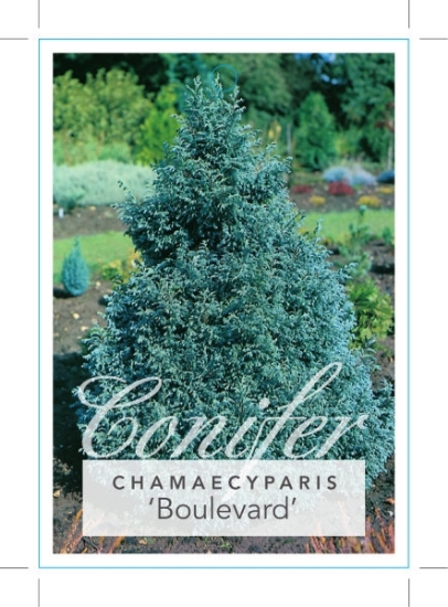 Picture of CONIFER CHAMAECYPARIS PISIFERA BOULEVARD                                                                                                              