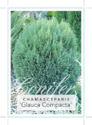 Picture of CONIFER CHAMAECYPARIS NOOTKATENSIS GLAUCA COMPACTA                                                                                                    