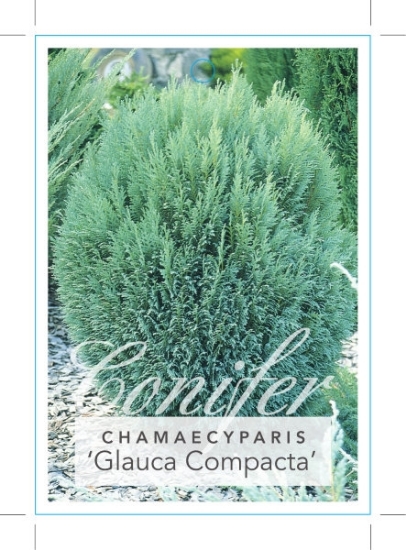 Picture of CONIFER CHAMAECYPARIS NOOTKATENSIS GLAUCA COMPACTA                                                                                                    